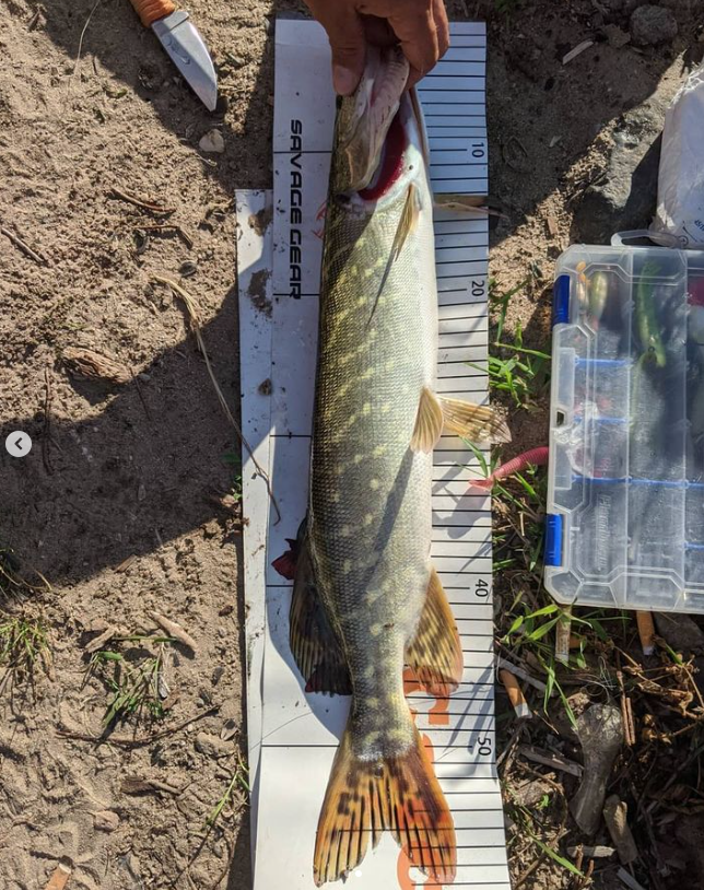 Angeln auf Barsch und Hecht im Rhein