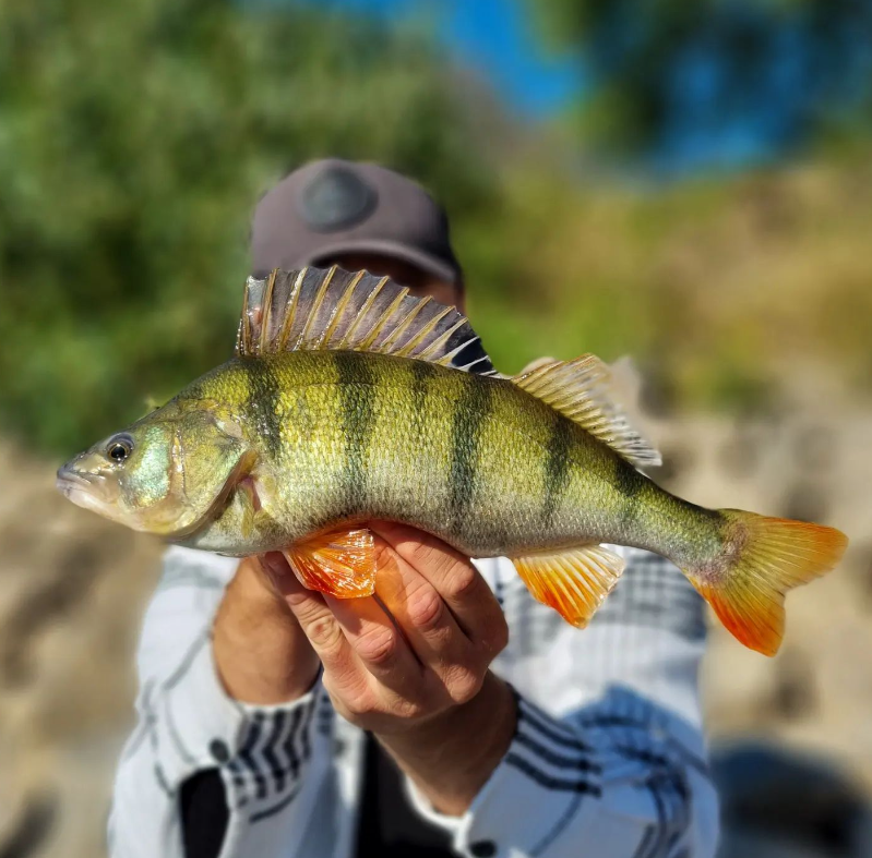 Was sind die besten Angelköder für den Fischfang im Rhein?