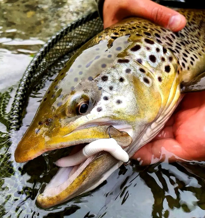 Softbait Angelköder: Die besten Köder zum Kauf